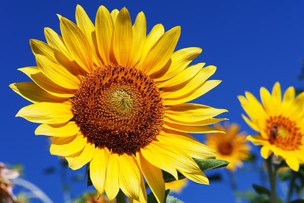 primary-banner